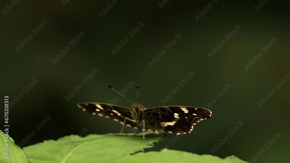 A map (Araschnia levana) a butterfly of the family Nymphalidae sitting on a leaf A map (Araschnia levana) a butterfly of the family Nymphalidae sitting on a leaf