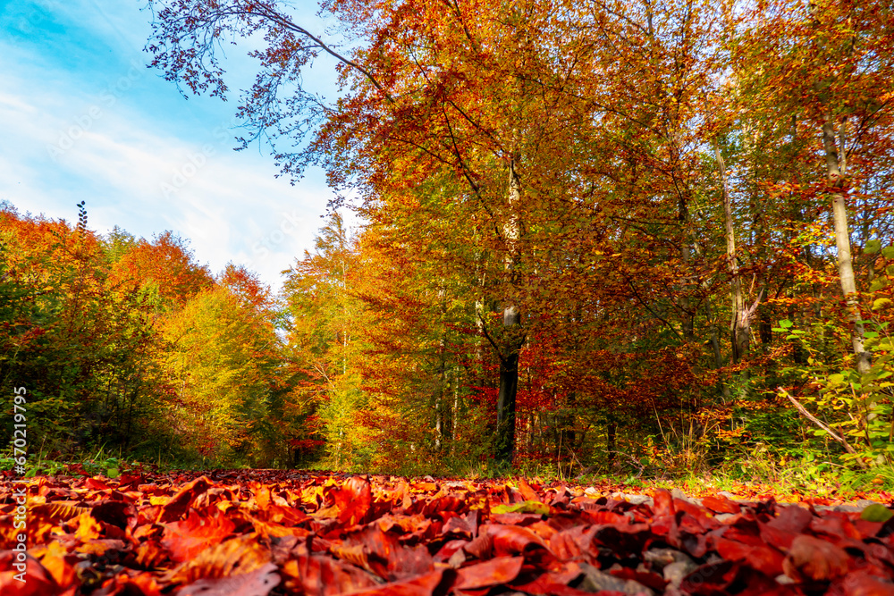 Beautiful autumn nature full of fallen leaves