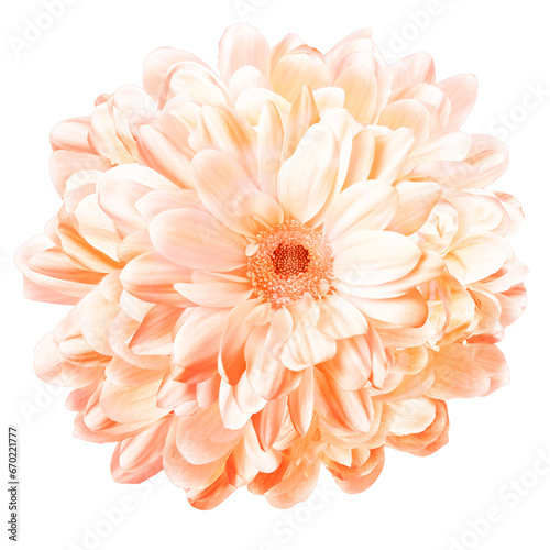 Isolated flower with many petals, intense perfume, natural freshness