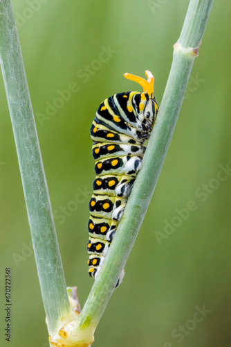 Black Swallowtail Caterpillar with Osmeteria (Stink horns) displayed