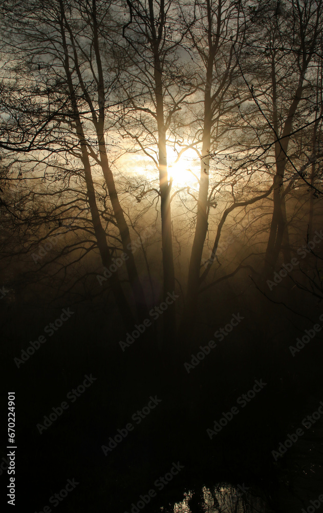 Wschód słońca w lesie z drzewami na pierwszym planie i mgłą w tle