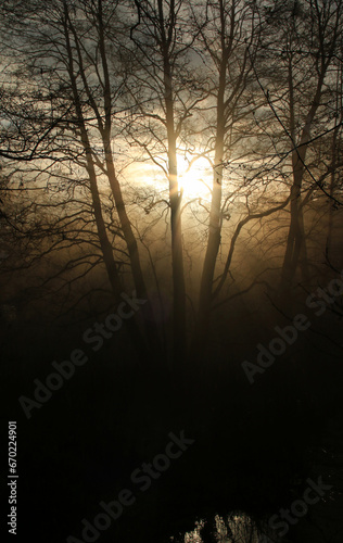 Wschód słońca w lesie z drzewami na pierwszym planie i mgłą w tle