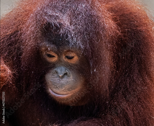 orangutan