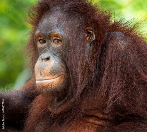 orangutan