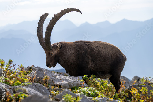 Steinböcke im Alpstein