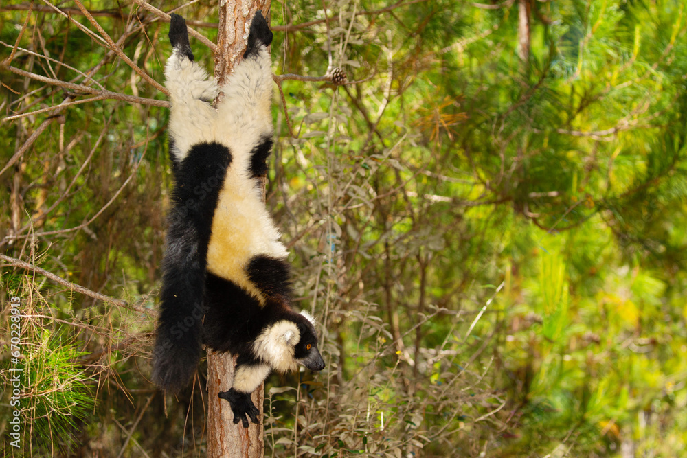 Obraz premium black and white ruffed lemur in its natural habitat, Madagascar