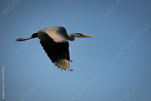 Fischreiher im Flug