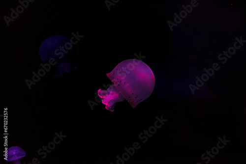 underwater shooting of beautiful cannonball jellyfish photo