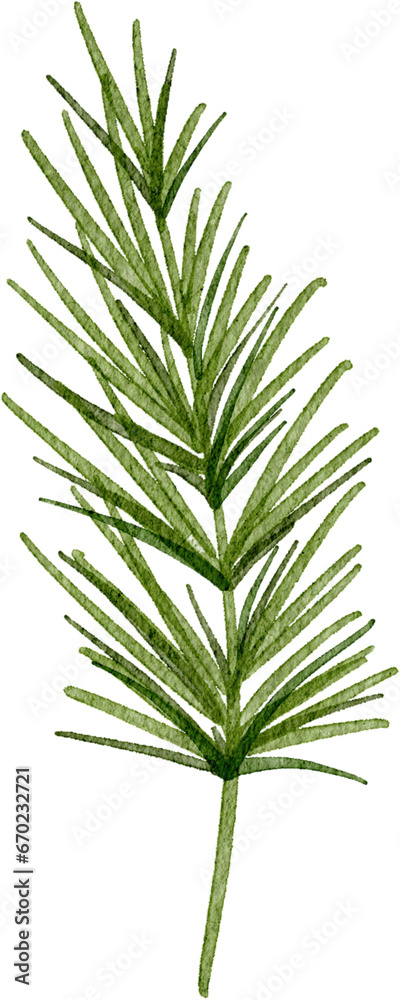 Watercolor pine branch Watercolor pine branch