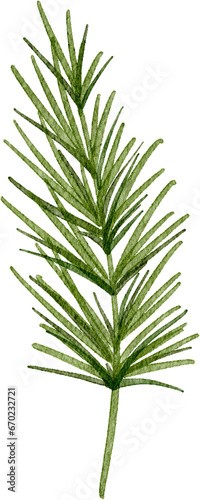 Watercolor pine branch © trihubova