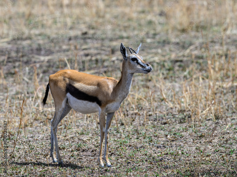homson's Gazelle in the great plains of Serengeti ,Tanzania, Africa