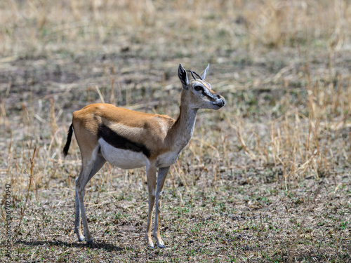 homson s Gazelle in the great plains of Serengeti  Tanzania  Africa