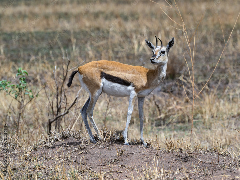 Thomson's Gazelle in the great plains of Serengeti ,Tanzania, Africa Thomson's Gazelle in the great plains of Serengeti ,Tanzania, Africa