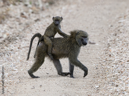 Baboon mother with baby on back, Tanzania, Africa