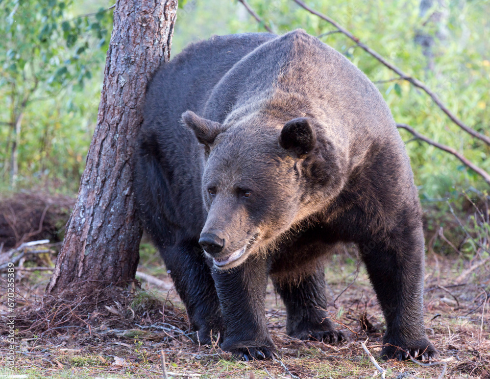 A close view of bear