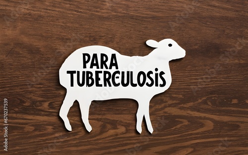 Paratuberculosis in ruminants photo