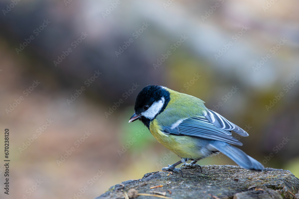 Great Tit - Parus major - on a branch
