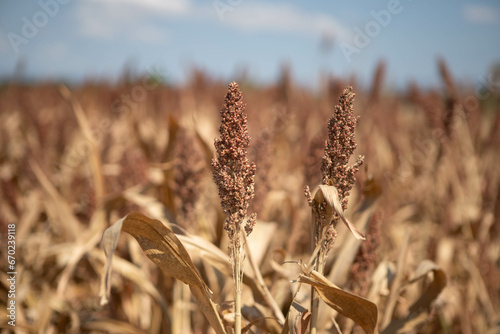 Sorgo