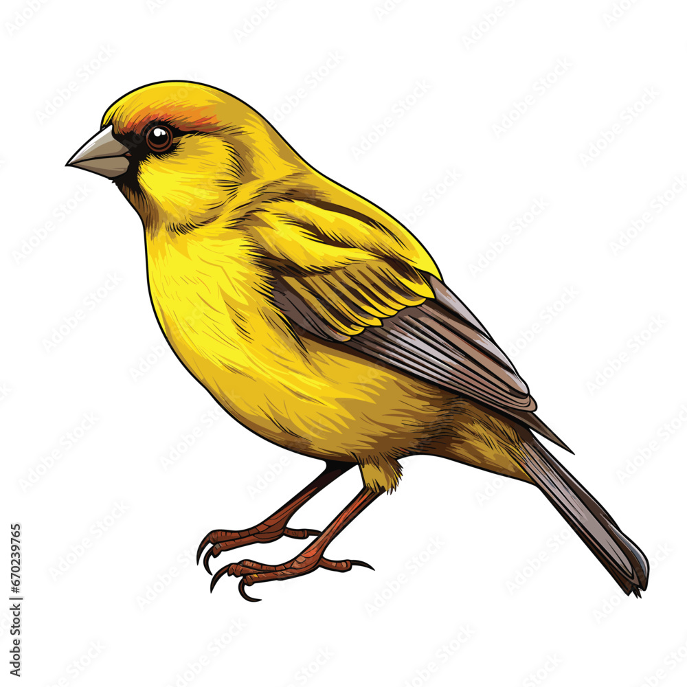Obraz premium Hand Drawn Flat Color Canary Bird Illustration