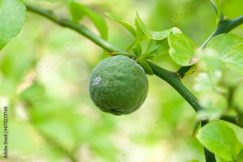 Wallpaper Mural Fruit of a trifoliate orange, Citrus trifoliata Torontodigital.ca