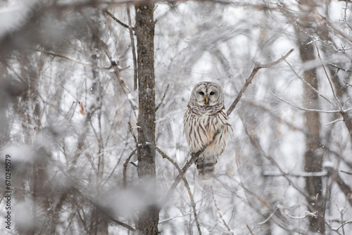 Barred Owl in a Snowy Forest