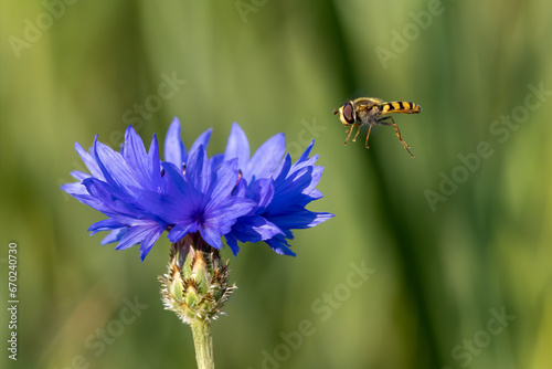 Action shot of a hoverfly approching a corn flower photo