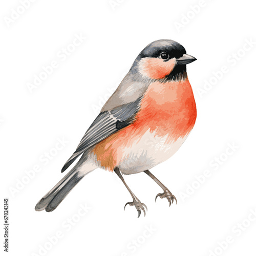 Red robin bullfinch bird watercolor paint for Christmas card decor on white