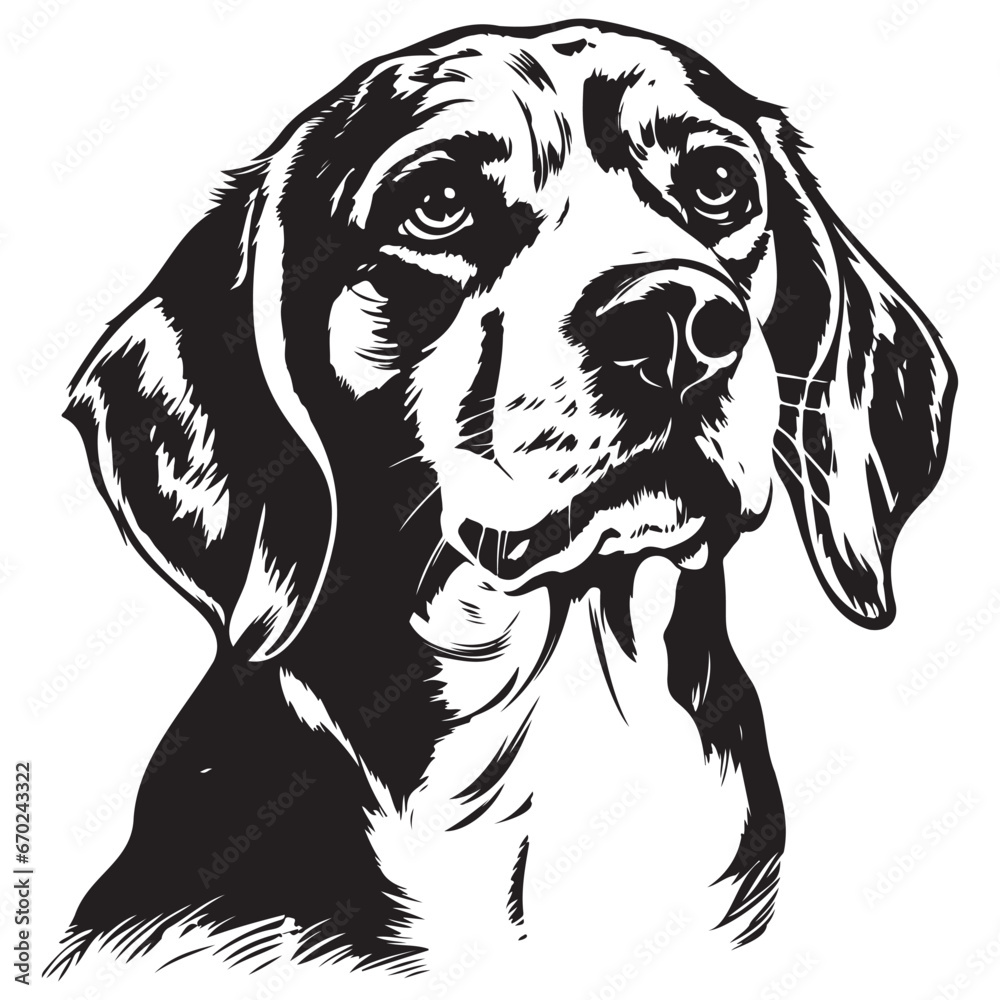 Fototapeta premium Beagle portrait black and white