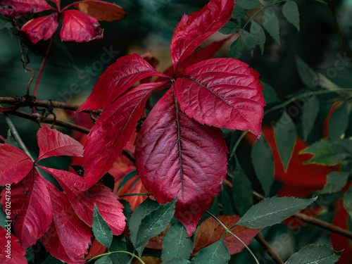 Herbstblatt photo