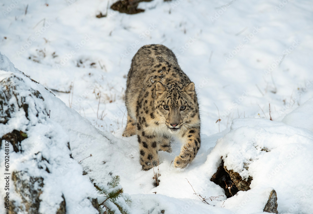 Snow Leopard Snow Leopard