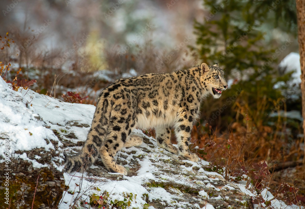 Snow Leopard