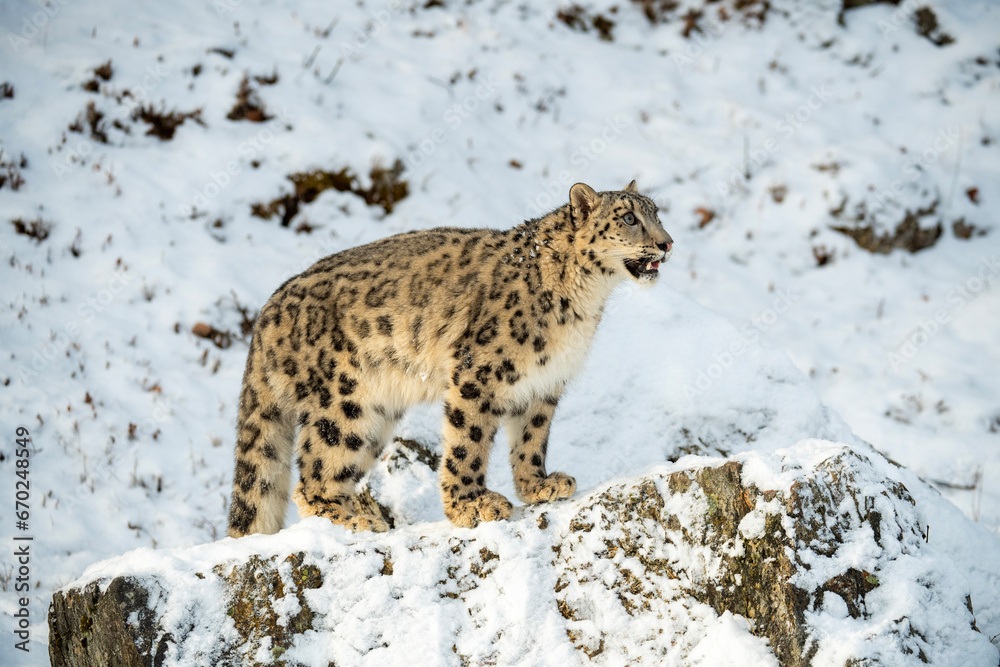 Snow Leopard Snow Leopard