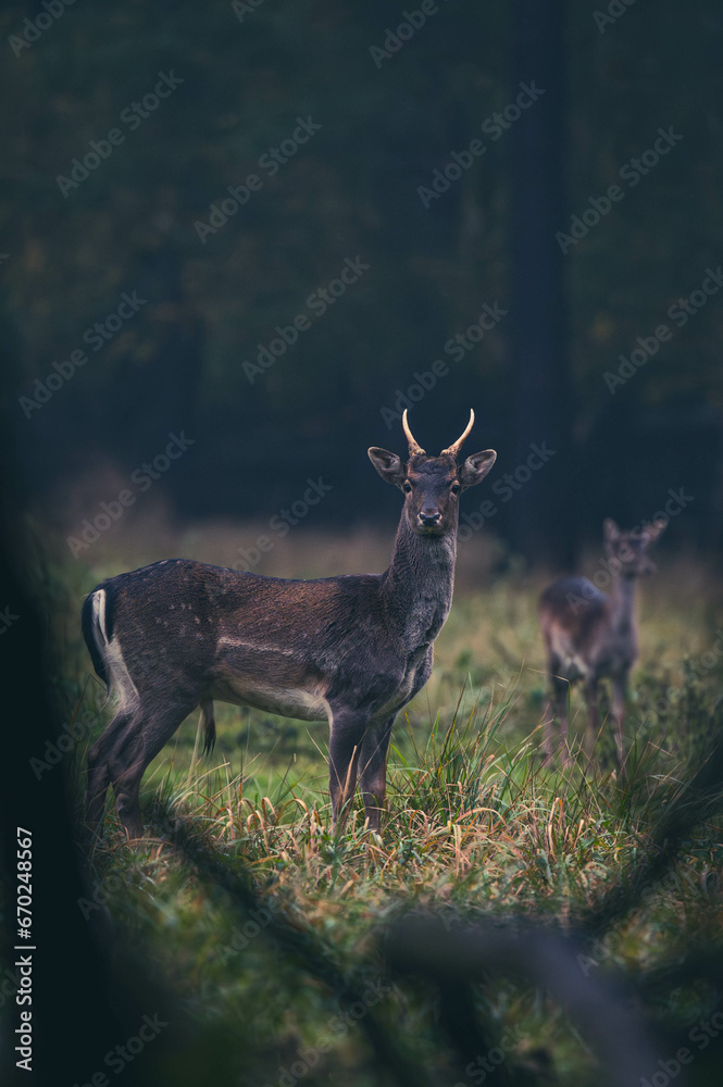 Fototapeta premium Damwild Brunft