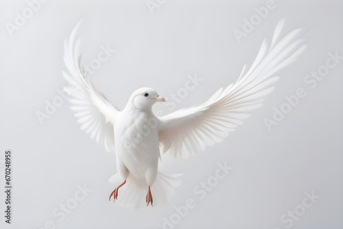 white bird of peace on white background, high key
