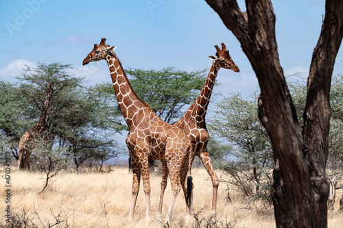 Giraffen im Samburu Nationalpark