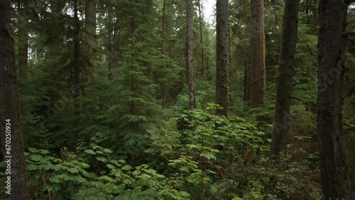 Zoom in to trees in lush green rain forest / Neilton, Washington, United States photo