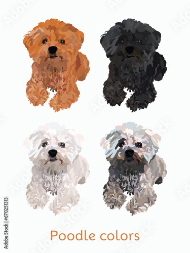 Poodle colors breed, dog drawing. Cute dog characters in a siiting pose, designs for prints, adorable and cute Poodle cartoon vector set, in different poses. Flat cartoon style All poodle colors.