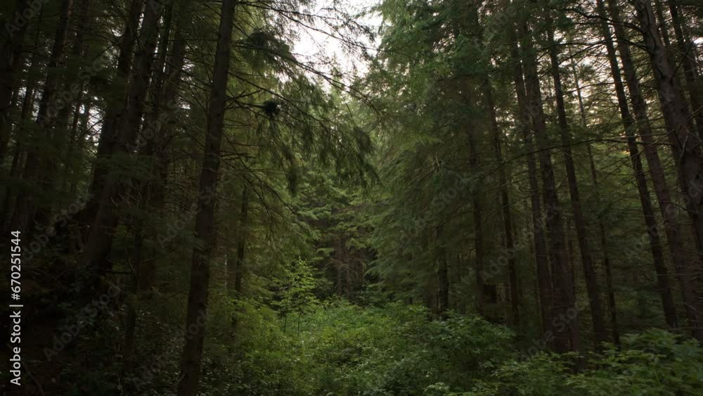 Approaching between trees in dense green rain forest / Forks, Washington, United States Approaching between trees in dense green rain forest / Forks, Washington, United States