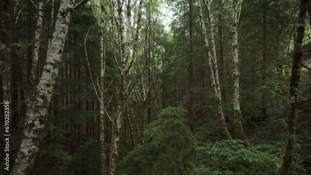 Approaching between red alder trees in dense green rain forest / Forks, Washington, United States Approaching between red alder trees in dense green rain forest / Forks, Washington, United States