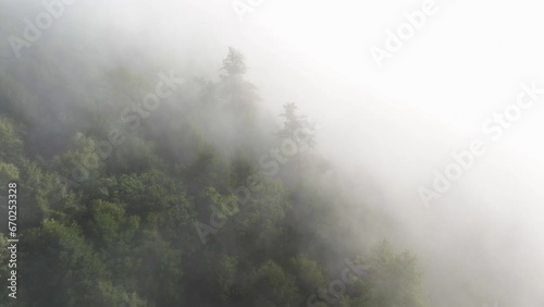 Trees disappearing in morning fog