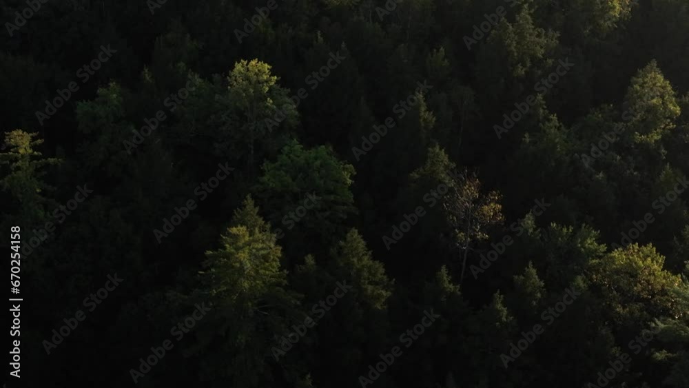 Aerial view of trees at dawn Aerial view of trees at dawn