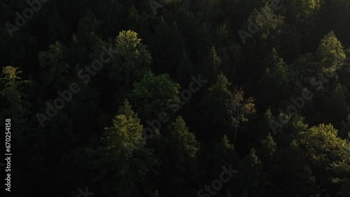 Aerial view of trees at dawn