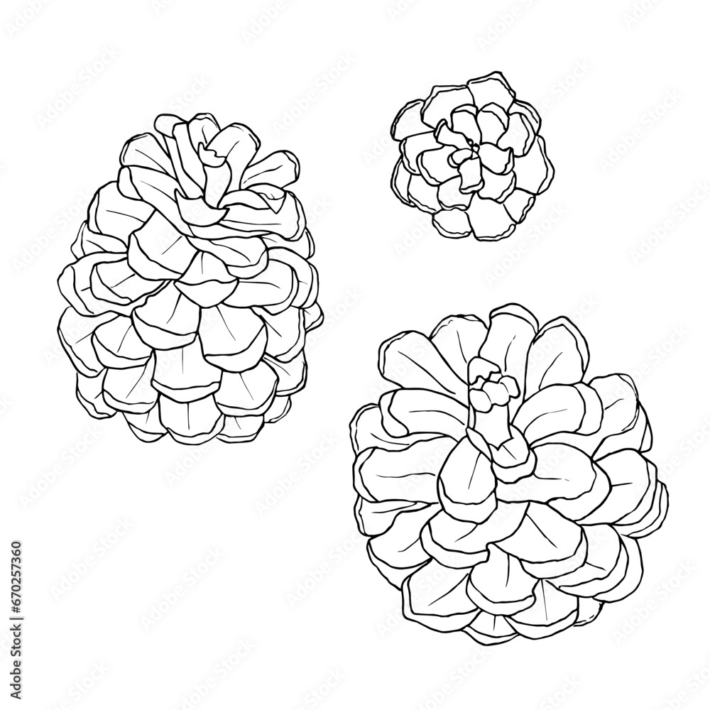 Set of hand drawn pine cones. Vector illustration. Line drawing. For coloring, cards, printing, packaging, invitations, business cards, advertising Set of hand drawn pine cones. Vector illustration. Line drawing. For coloring, cards, printing, packaging, invitations, business cards, advertising