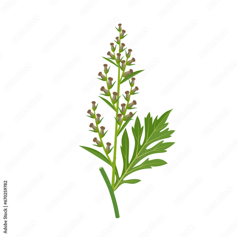 Fototapeta premium Vector illustration, Artemisia vulgaris, or common mugwort, isolated on white background.