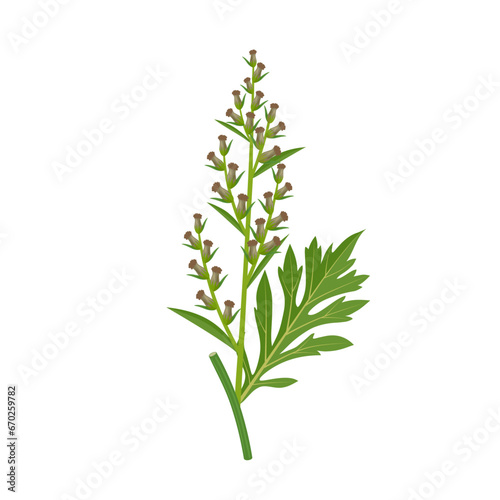 Vector illustration, Artemisia vulgaris, or common mugwort, isolated on white background.