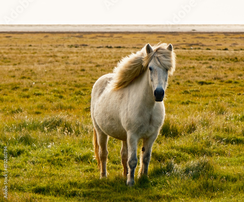 white horse in the field