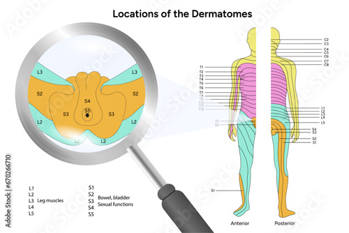 Location of the dermatomes male  photo