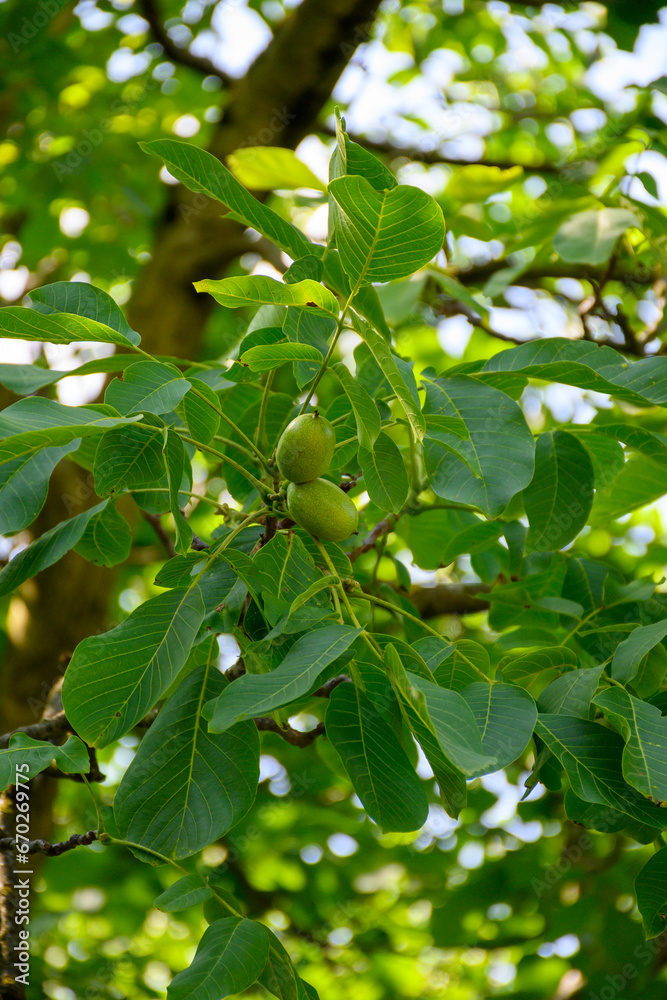 Plantation of high-quality PDO certified walnuts trees on foothills of Alps near Grenoble, France Plantation of high-quality PDO certified walnuts trees on foothills of Alps near Grenoble, France
