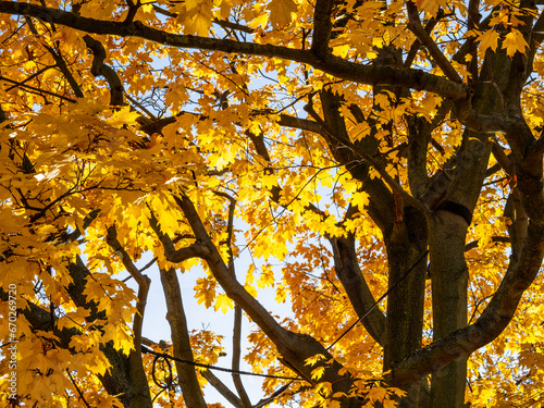 Maple branches covered with autumn leaves.