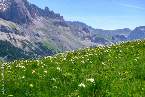 Quadro em tela Blossom of colorful wild flowers on alpine meadows neat Col du Lautaret, French